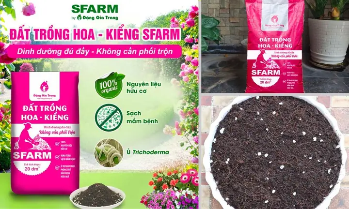Cách Trồng Hoa Tulip (hoa Tulip Hồng) Tại Nhà Đơn Giản, Đẹp Để Chơi Tết Cách Trồng Hoa Tulip (hoa Tulip Hồng) Tại Nhà Đơn Giản, Đẹp Để Chơi Tết