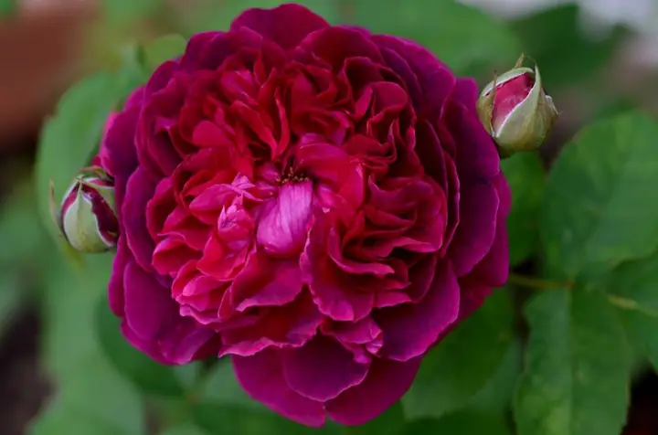 Hướng Dẫn Cách Trồng Và Chăm Sóc Hoa Hồng William Shakespeare 2000 (W2000) Từ A-Z: Đất, Tưới, Bón, Cắt Tỉa & Trị Bệnh Hiệu Quả