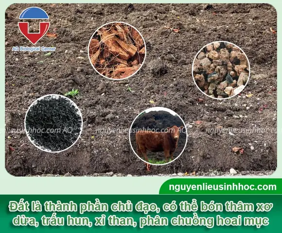 Hướng Dẫn Cách Trồng Và Chăm Sóc Hoa Hồng Xanh Lá Từ A-Z: Kỹ Thuật Đất, Tưới, Bón, Cắt Tỉa Cho Người Mới Bắt Đầu