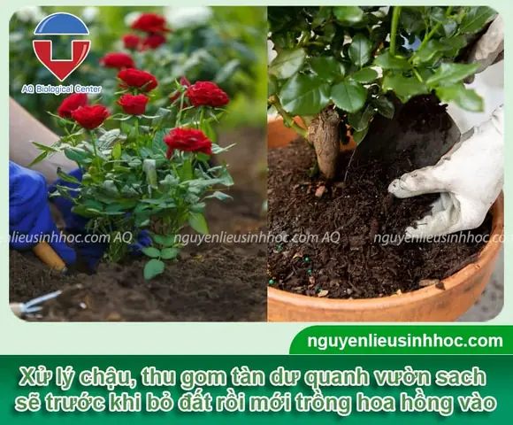 Hướng Dẫn Cách Trồng Và Chăm Sóc Hoa Hồng Xanh Lá Từ A-Z: Kỹ Thuật Đất, Tưới, Bón, Cắt Tỉa Cho Người Mới Bắt Đầu