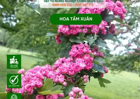 Hướng Dẫn Cách Trồng Hoa Hồng Xuân (hồng Bốn Mùa) Tại Nhà: Từ A-Z Cho Người Mới Bắt Đầu