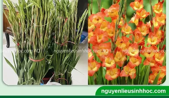 Cách Trồng Hoa Huệ Đỏ Lay Ơn Tại Nhà – Hướng Dẫn Chi Tiết Từ A Đến Z Cho Người Mới Bắt Đầu