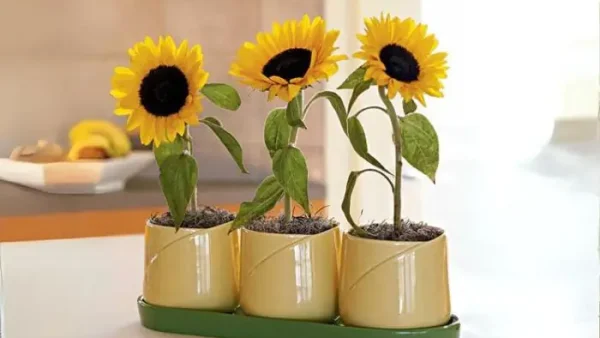 Cách Trồng Hoa Hướng Dương Mặt Cười Đơn Giản Tại Nhà – Hướng Dẫn Chi Tiết Cho Người Mới