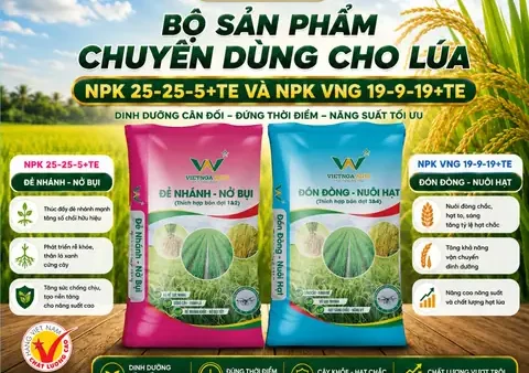 Hướng Dẫn Cách Trồng Hoa Hướng Dương Nhật (sakata, Cắt Cành) Từ Hạt/giống Cho Ra Hoa Đúng Tết, Đẹp Rực Rỡ