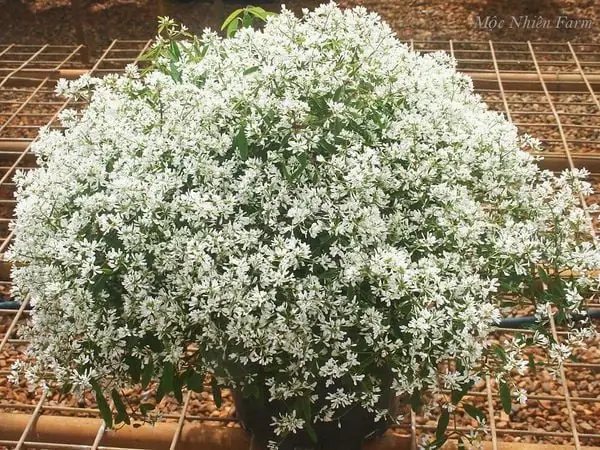 Hướng Dẫn Cách Trồng Hoa Hương Tuyết Cầu (diamond Frost) Từ A-Z: Kỹ Thuật Chậu Treo, Chăm Sóc & Phòng Bệnh Để Hoa Quanh Năm