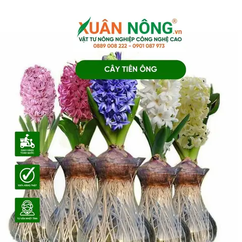 Cách Trồng Và Chăm Sóc Hoa Hyacinth Thủy Canh Tại Nhà Đơn Giản Và Hiệu Quả Cách Trồng Và Chăm Sóc Hoa Hyacinth Thủy Canh Tại Nhà Đơn Giản Và Hiệu Quả