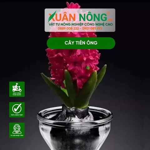 Cách Trồng Và Chăm Sóc Hoa Hyacinth Thủy Canh Tại Nhà Đơn Giản Và Hiệu Quả Cách Trồng Và Chăm Sóc Hoa Hyacinth Thủy Canh Tại Nhà Đơn Giản Và Hiệu Quả