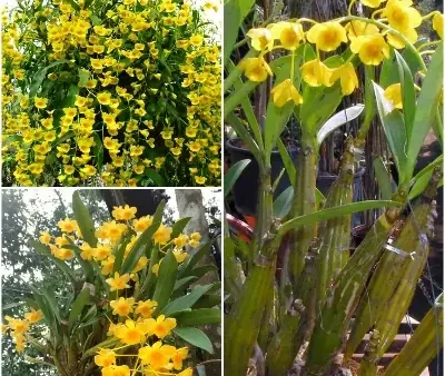 Hướng Dẫn Cách Trồng Hoa Kiếm Vàng Tân Tl (lan Kim Điệp Vàng) Chuẩn Kỹ Thuật: Từ Chuẩn Bị, Quy Trình Trồng Đến Chăm Sóc Sau Trồng