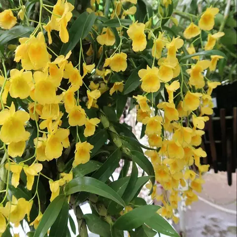 Hướng Dẫn Cách Trồng Hoa Kiếm Vàng Tân Tl (lan Kim Điệp Vàng) Chuẩn Kỹ Thuật: Từ Chuẩn Bị, Quy Trình Trồng Đến Chăm Sóc Sau Trồng