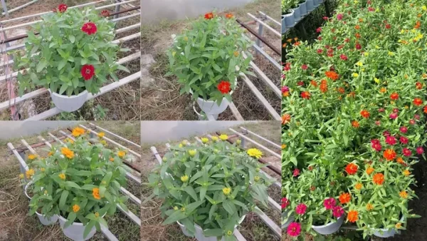 Hướng Dẫn Cách Trồng Hoa Kim Cúc Chuẩn Cho Hoa Tết Rực Rỡ – Kỹ Thuật Trồng, Chăm Sóc Và Thu Hoạch Cho Người Mới Bắt Đầu