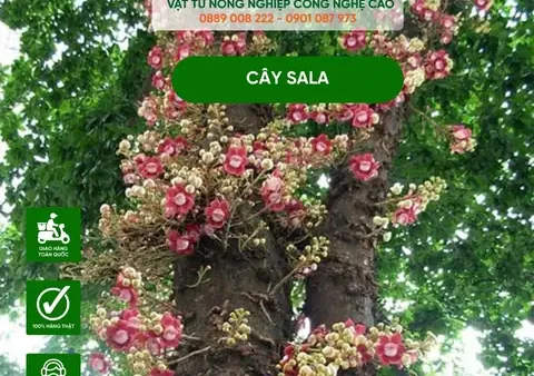 Cách Trồng Hoa Kỳ Lân Tím (liatris/blazing Star) Bằng Củ Từ A-Z: Kỹ Thuật, Chăm Sóc & Phân Biệt Ngọc Kỳ Lân