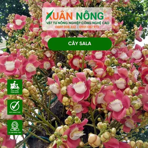 Cách Trồng Hoa Kỳ Lân Tím (liatris/blazing Star) Bằng Củ Từ A-Z: Kỹ Thuật, Chăm Sóc & Phân Biệt Ngọc Kỳ Lân