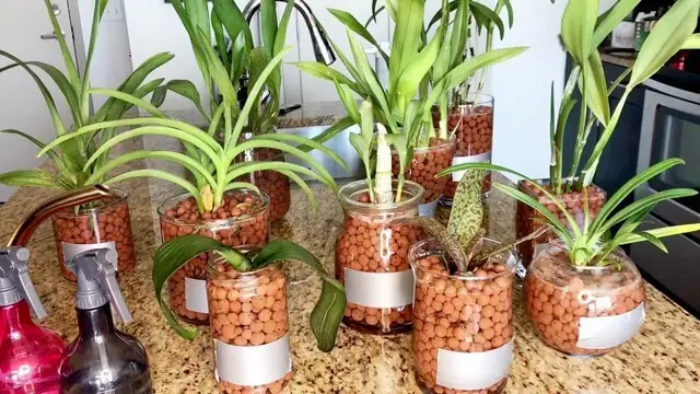 Hướng Dẫn Cách Trồng Hoa Lan Bằng Đất (viên Nung, Cát, Mix) Từ A-Z: Chuẩn Bị, Quy Trình, Chăm Sóc & Sai Lầm Tránh