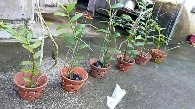 Hướng Dẫn Cách Trồng Hoa Lan Bằng Đất (viên Nung, Cát, Mix) Từ A-Z: Chuẩn Bị, Quy Trình, Chăm Sóc & Sai Lầm Tránh Hướng Dẫn Cách Trồng Hoa Lan Bằng Đất (viên Nung, Cát, Mix) Từ A-Z: Chuẩn Bị, Quy Trình, Chăm Sóc & Sai Lầm Tránh