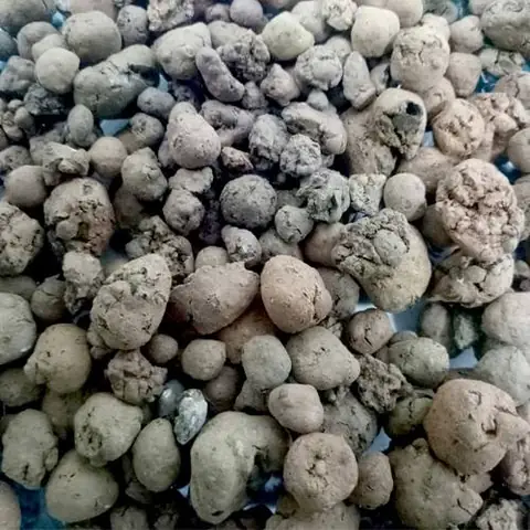 Hướng Dẫn Cách Trồng Hoa Lan Bằng Đất (viên Nung, Cát, Mix) Từ A-Z: Chuẩn Bị, Quy Trình, Chăm Sóc & Sai Lầm Tránh