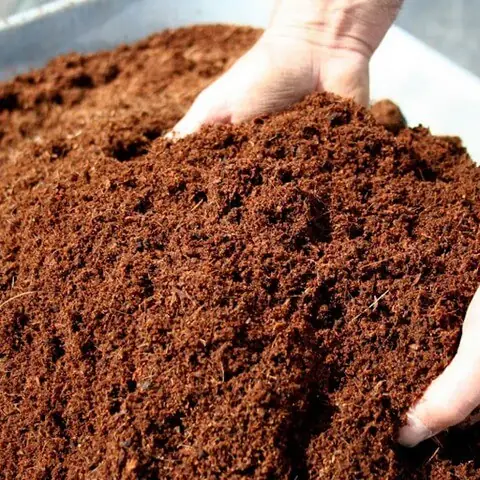 Hướng Dẫn Cách Trồng Hoa Lan Bằng Đất (viên Nung, Cát, Mix) Từ A-Z: Chuẩn Bị, Quy Trình, Chăm Sóc & Sai Lầm Tránh