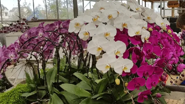 Hướng Dẫn Cách Trồng Và Chăm Sóc Hoa Lan Big Lip (lan Môi Lớn/đai Châu) Đúng Kỹ Thuật Tại Nhà: Từ Chọn Giá, Trồng Đến Kích Hoa