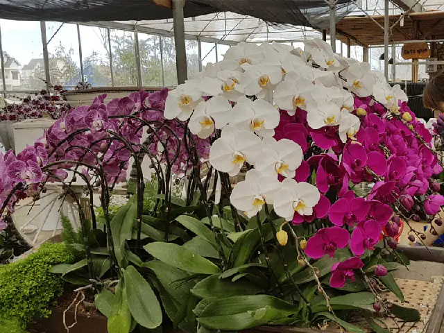 Hướng Dẫn Cách Trồng Và Chăm Sóc Hoa Lan Big Lip (lan Môi Lớn/đai Châu) Đúng Kỹ Thuật Tại Nhà: Từ Chọn Giá, Trồng Đến Kích Hoa