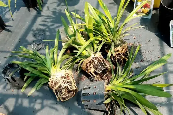 Hướng Dẫn Cách Trồng Lan Kiếm Hồng Hoang (địa Lan) Chuẩn Kỹ Thuật: Từ Chọn Giống, Chậu, Trồng Đến Chăm Sóc Ra Hoa Rực Rỡ