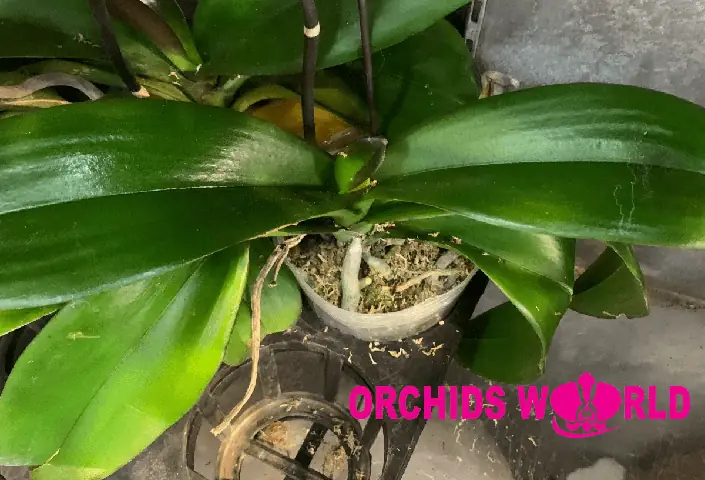 Cách Trồng Lại Lan Hồ Điệp Sau Tết: Hướng Dẫn Từng Bước