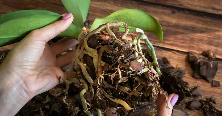 Cách Trồng Lại Lan Hồ Điệp Sau Tết: Hướng Dẫn Từng Bước