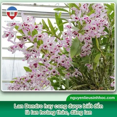 Cách Trồng Lại Lan Dendro Đúng Kỹ Thuật: Quy Trình Chuẩn, Chọn Giá Thể & Chăm Sóc Sau Trồng Cho Các Trường Hợp Phổ Biến Cách Trồng Lại Lan Dendro Đúng Kỹ Thuật: Quy Trình Chuẩn, Chọn Giá Thể & Chăm Sóc Sau Trồng Cho Các Trường Hợp Phổ Biến