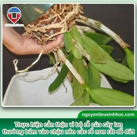 Cách Trồng Lại Lan Dendro Đúng Kỹ Thuật: Quy Trình Chuẩn, Chọn Giá Thể & Chăm Sóc Sau Trồng Cho Các Trường Hợp Phổ Biến Cách Trồng Lại Lan Dendro Đúng Kỹ Thuật: Quy Trình Chuẩn, Chọn Giá Thể & Chăm Sóc Sau Trồng Cho Các Trường Hợp Phổ Biến