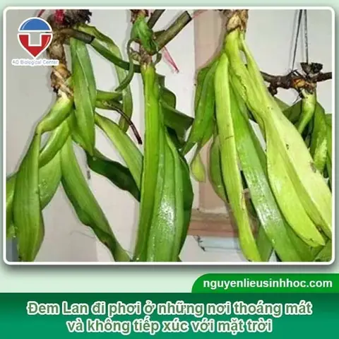 Cách Trồng Lại Lan Dendro Đúng Kỹ Thuật: Quy Trình Chuẩn, Chọn Giá Thể & Chăm Sóc Sau Trồng Cho Các Trường Hợp Phổ Biến Cách Trồng Lại Lan Dendro Đúng Kỹ Thuật: Quy Trình Chuẩn, Chọn Giá Thể & Chăm Sóc Sau Trồng Cho Các Trường Hợp Phổ Biến