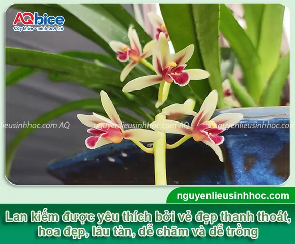 Cách Trồng Lan Bằng Xỉ Than Cho Người Mới: Hồ Điệp, Lan Kiếm Và Địa Lan