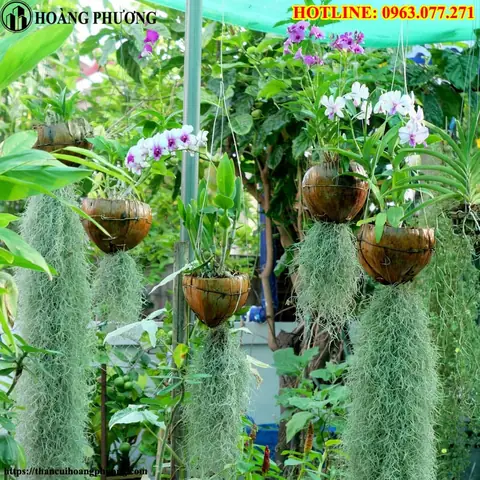 Cách Trồng Lan Bằng Xỉ Than Cho Người Mới: Hồ Điệp, Lan Kiếm Và Địa Lan