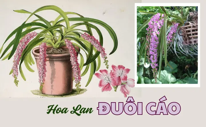 Cách Trồng Lan Cáo Trong Chậu: Hướng Dẫn Chăm Sóc Ra Hoa