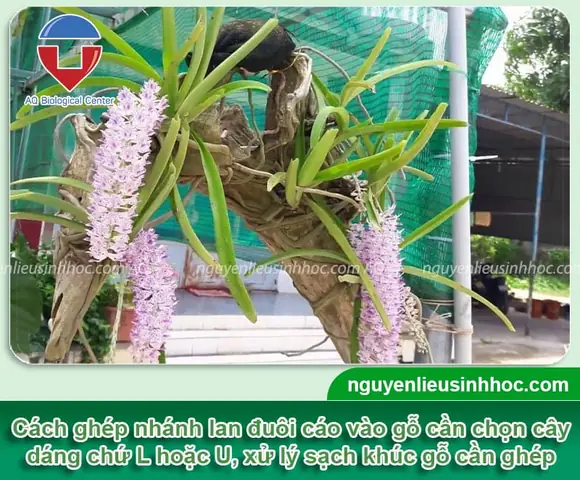 Cách Trồng Lan Cáo Trong Chậu: Hướng Dẫn Chăm Sóc Ra Hoa