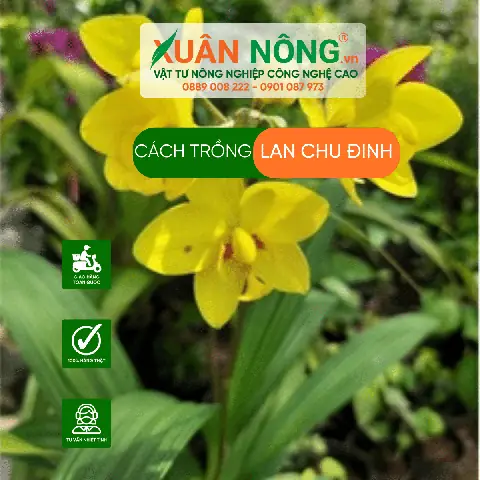 Cách Trồng Và Chăm Sóc Lan Chu Đỉnh Vàng Từ A-Z: Kỹ Thuật Chuẩn, Ít Bệnh, Hoa Vàng Rực Quanh Năm