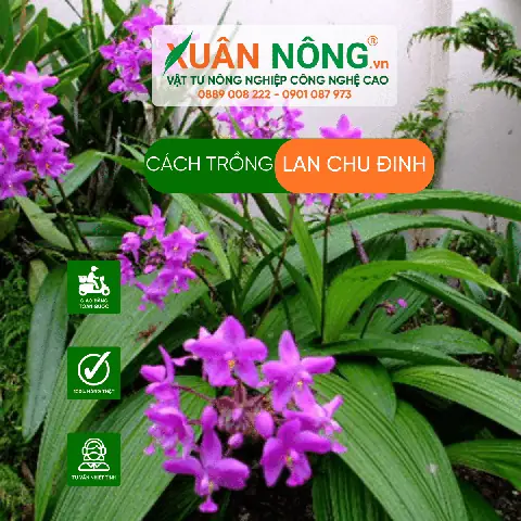 Cách Trồng Và Chăm Sóc Lan Chu Đỉnh Vàng Từ A-Z: Kỹ Thuật Chuẩn, Ít Bệnh, Hoa Vàng Rực Quanh Năm