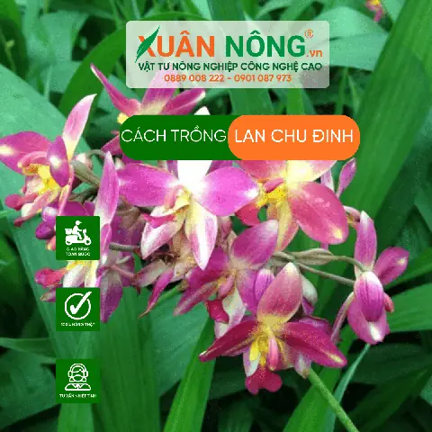Cách Trồng Và Chăm Sóc Lan Chu Đỉnh Vàng Từ A-Z: Kỹ Thuật Chuẩn, Ít Bệnh, Hoa Vàng Rực Quanh Năm