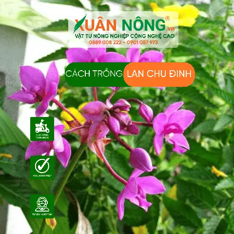 Cách Trồng Và Chăm Sóc Lan Chu Đỉnh Vàng Từ A-Z: Kỹ Thuật Chuẩn, Ít Bệnh, Hoa Vàng Rực Quanh Năm