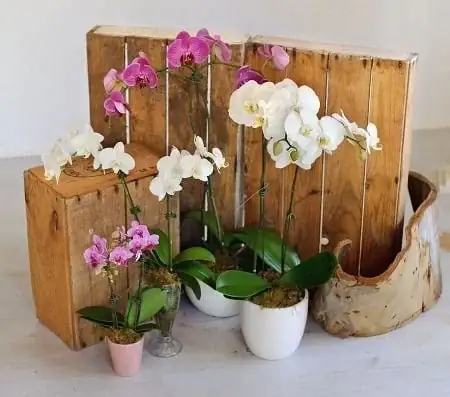 Cách Trồng Lan Con Từ Chồi, Mầm Và Cây Con Trong Chai Cho Người Mới