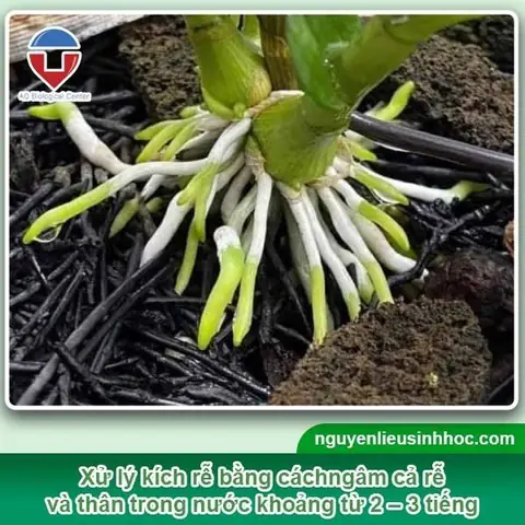 Cách Trồng Lan Damari Cho Người Mới: Sang Chậu, Tưới Nước Và Kích Hoa Cách Trồng Lan Damari Cho Người Mới: Sang Chậu, Tưới Nước Và Kích Hoa