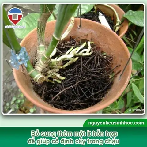 Cách Trồng Lan Damari Cho Người Mới: Sang Chậu, Tưới Nước Và Kích Hoa Cách Trồng Lan Damari Cho Người Mới: Sang Chậu, Tưới Nước Và Kích Hoa