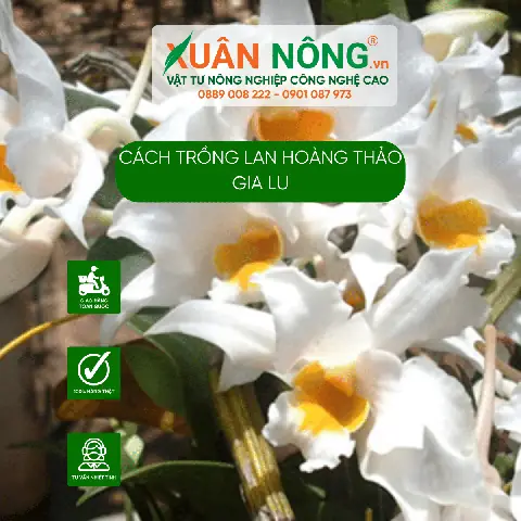 Cách Trồng Lan Damari Cho Người Mới: Sang Chậu, Tưới Nước Và Kích Hoa Cách Trồng Lan Damari Cho Người Mới: Sang Chậu, Tưới Nước Và Kích Hoa