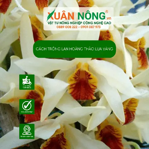 Cách Trồng Lan Damari Cho Người Mới: Sang Chậu, Tưới Nước Và Kích Hoa Cách Trồng Lan Damari Cho Người Mới: Sang Chậu, Tưới Nước Và Kích Hoa