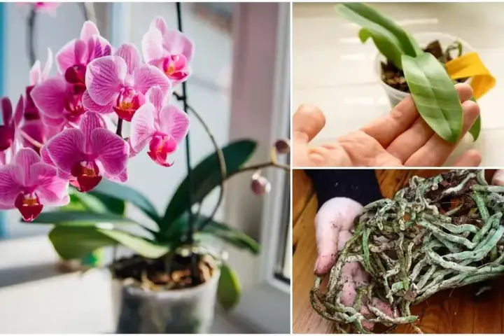 Cách Trồng Lan Đơn Giản Cho Người Mới: Chọn Giống, Trồng Chậu Và Chăm Sóc