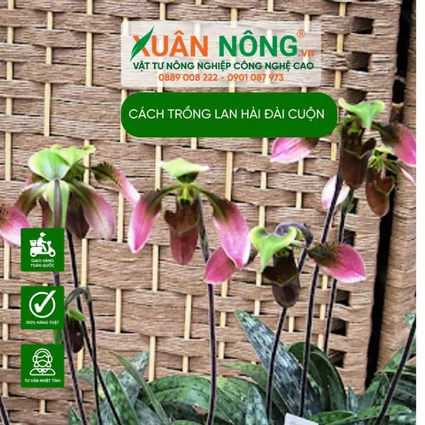 Cách Trồng Lan Hài Đúng Kỹ Thuật Cho Người Mới: Giá Thể, Chăm Sóc Và Ra Hoa Cách Trồng Lan Hài Đúng Kỹ Thuật Cho Người Mới: Giá Thể, Chăm Sóc Và Ra Hoa