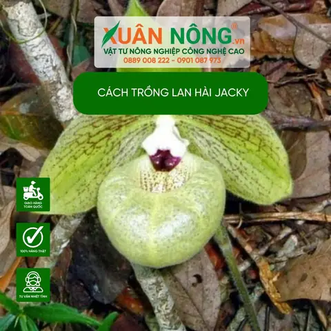Cách Trồng Lan Hài Đúng Kỹ Thuật Cho Người Mới: Giá Thể, Chăm Sóc Và Ra Hoa Cách Trồng Lan Hài Đúng Kỹ Thuật Cho Người Mới: Giá Thể, Chăm Sóc Và Ra Hoa