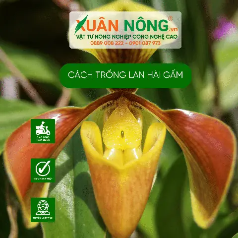 Cách Trồng Lan Hài Cocci (paphiopedilum Coccineum) Cho Người Mới Cách Trồng Lan Hài Cocci (paphiopedilum Coccineum) Cho Người Mới