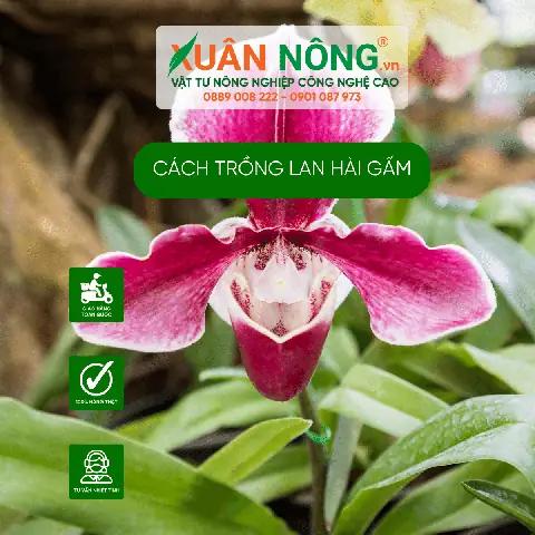 Cách Trồng Lan Hài Cocci (paphiopedilum Coccineum) Cho Người Mới Cách Trồng Lan Hài Cocci (paphiopedilum Coccineum) Cho Người Mới