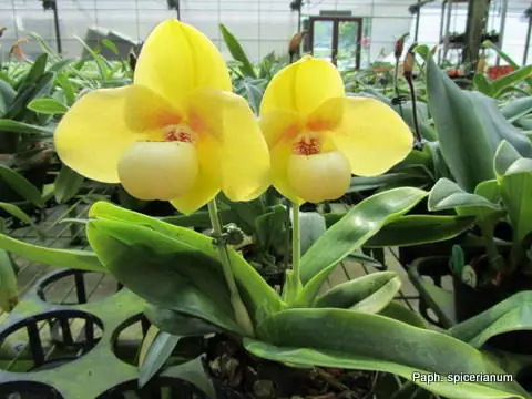Hướng Dẫn Cách Trồng Và Chăm Sóc Lan Hài Hằng (paphiopedilum Hangianum) Từ A-Z: Kỹ Thuật Giá Thể, Tưới, Phân Bón & Bí Quyết Kích Hoa