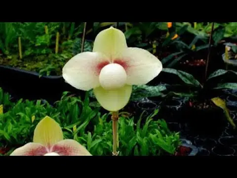 Hướng Dẫn Cách Trồng Và Chăm Sóc Lan Hài Hằng (paphiopedilum Hangianum) Từ A-Z: Kỹ Thuật Giá Thể, Tưới, Phân Bón & Bí Quyết Kích Hoa
