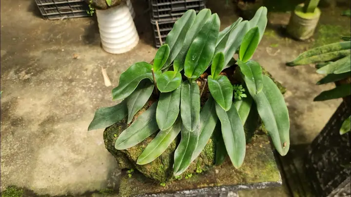 Hướng Dẫn Cách Trồng Và Chăm Sóc Lan Hài Hằng (paphiopedilum Hangianum) Từ A-Z: Kỹ Thuật Giá Thể, Tưới, Phân Bón & Bí Quyết Kích Hoa