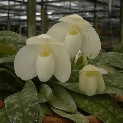 Hướng Dẫn Cách Trồng Và Chăm Sóc Lan Hài Hằng (paphiopedilum Hangianum) Từ A-Z: Kỹ Thuật Giá Thể, Tưới, Phân Bón & Bí Quyết Kích Hoa